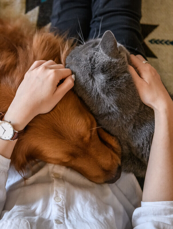 person comforting their cat and dog